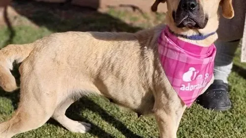 'Bobby the Dog' cruelty case continues after bid to drop influencer's charges fails — photograph supplied by IOL
