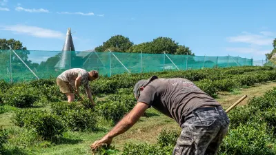 In England — Yes, England — Tea and Cantaloupe Grow as the Climate Warms — NYT World