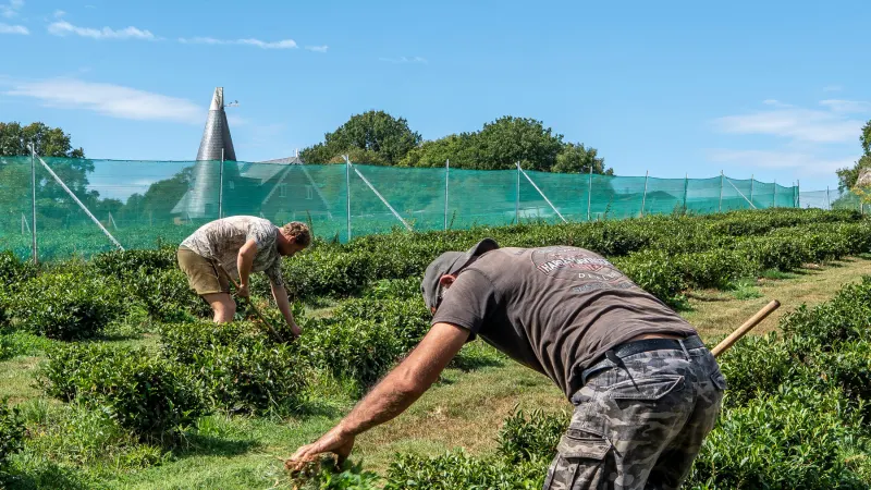In England — Yes, England — Tea and Cantaloupe Grow as the Climate Warms — photograph supplied by NYT World