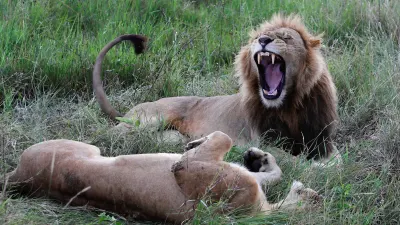 Study finds widespread welfare concerns at SA’s captive lion venues — TimesLIVE
