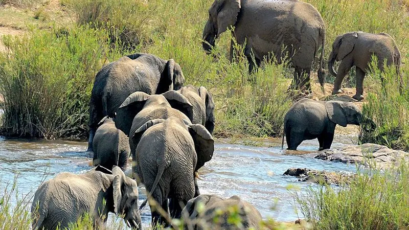 ROVING REPORTERS: Conservation needs less doom and more doing, says world-leading ecologist — photograph supplied by Daily Maverick