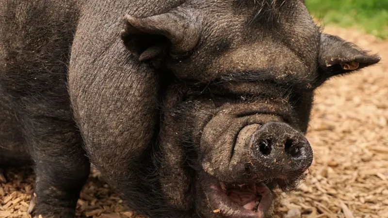 Day 8 of 24: Festive Quiz – Test your Animal knowledge and win R250 — photograph supplied by The South African