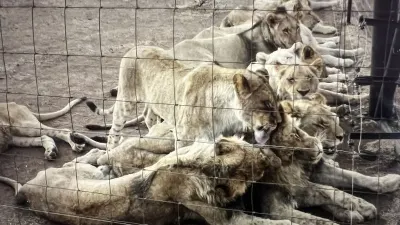 WILD OMISSION: South Africa’s lion bone trade — the consequences the government never considered — Daily Maverick