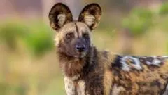 Wild dogs record 2,500-mile trek across Africa in search of a mate — BBC World