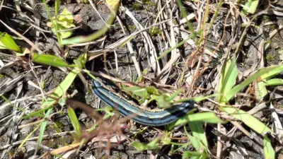 New weapon: SA soil fungus offers hope against African armyworm — Food For Mzansi