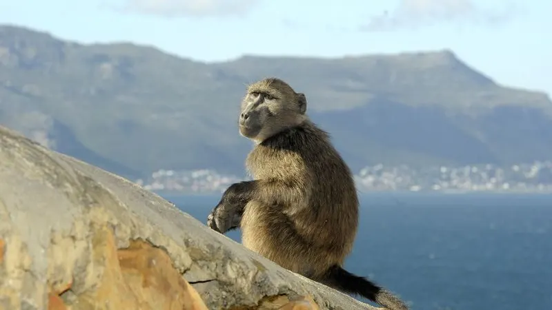 SHARE WITH US: Baboons on your radar: What do you really know? — photograph supplied by Daily Maverick