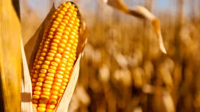 News24 Business | South Africa's 2025 maize harvest seen 14% higher than last year — Fin24 Economy