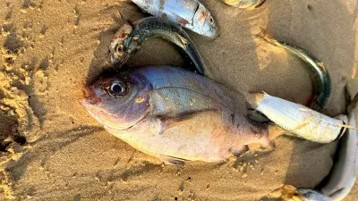 SARDINE SQUEEZE: DFFE limits catches to 25% while fish die-off impact uncertain — Daily Maverick
