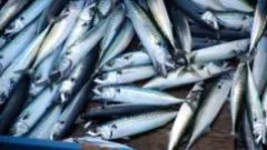 'Skimpflation' warning as tinned mackerel alternative hits more supermarket shelves — BBC Business