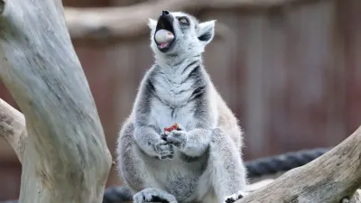 Singing lemurs may use a soprano-like trick to project songs — Daily Maverick