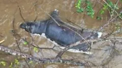 Zambians warned not to eat dead wildlife after anthrax kills dozens of animals — BBC World