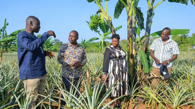 Government Pledges Support for Pineapple Farmers in Nakasongola — photograph supplied by Nile Post