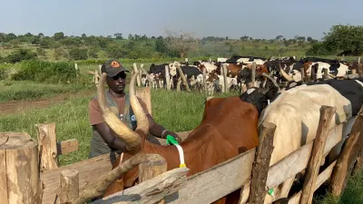 Kikuube Youth Develop AI Smart Collar to Monitor Cattle Health and Grazing — Nile Post