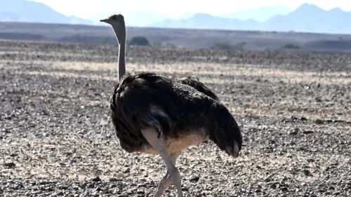 Luxury fashion brands linked to ‘blood feathers’ from South African ostriches — photograph supplied by IOL