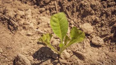 Early preparation essential as super El Niño threatens agriculture — Food For Mzansi