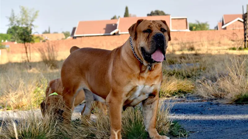 Dog mauls infant to death, savages two others — photograph supplied by New Zimbabwe