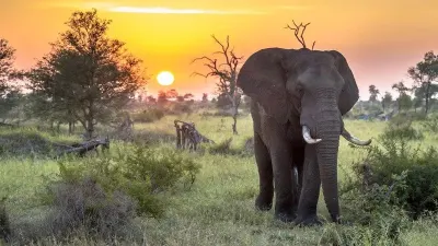 Suspected poacher trampled to death by elephants in Kruger National Park — IOL