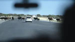 FMD outbreak escalates in Southern Region — Sunday Standard Botswana