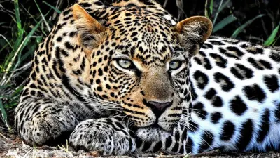 SA doesn’t know how many leopards it has. Trophy hunting quotas are set — Daily Maverick