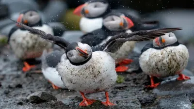 Nearly 50% of migratory bird species facing decline worldwide — SABC News