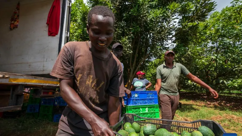 Feature: Kenyan avocados ride Chinese-built rails to a tariff-free market — photograph supplied by Sunday World