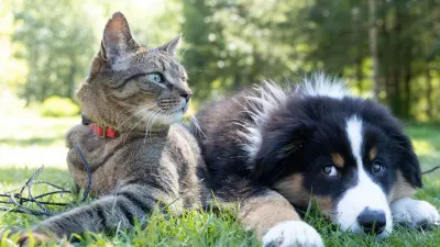 Pet owners in Cape Town have one day left to comment on by-law — SAPeople