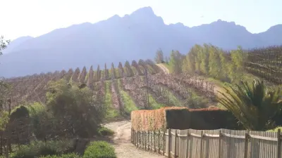 Peach farmers offered cash to end Tulbagh cannery contracts — Ground Up
