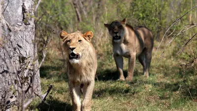 HUMAN-WILDLIFE COMPACT: Truce between lions and farmers claws back hope in Botswana’s Okavango Delta — Daily Maverick