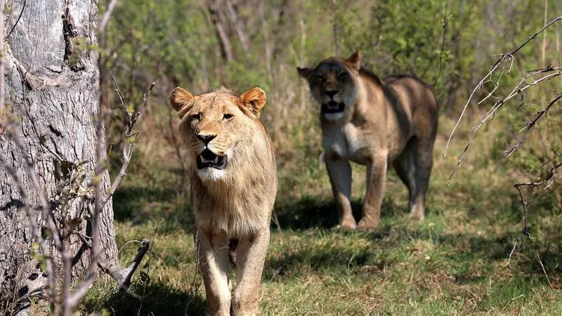 HUMAN-WILDLIFE COMPACT: Truce between lions and farmers claws back hope in Botswana’s Okavango Delta — photograph supplied by Daily Maverick