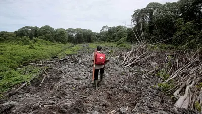 Brazil transforms waste palm oil into green energy — Africanews