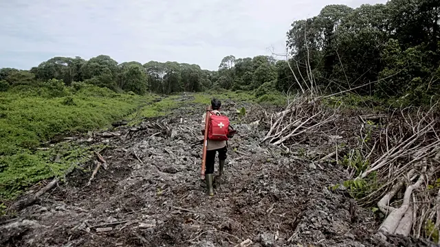 Brazil transforms waste palm oil into green energy — photograph supplied by Africanews