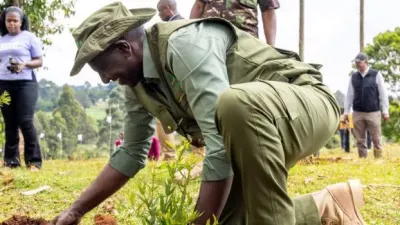 State Pressured to Account for Trees Planted Under National Campaign — Kenyans.co.ke