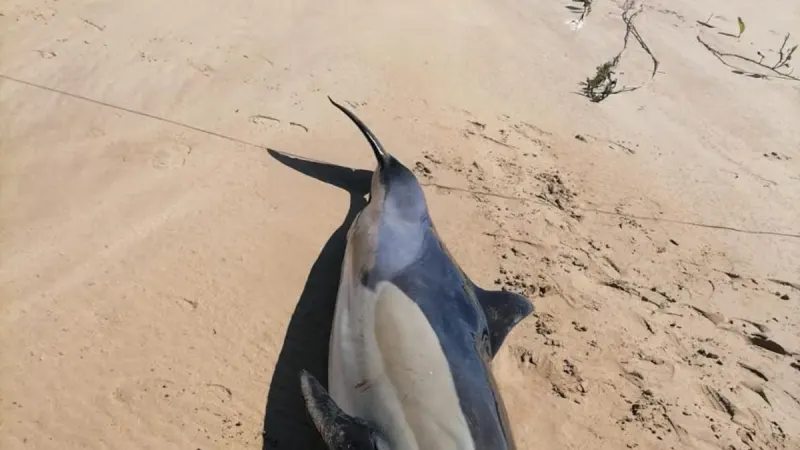 Bayworld on alert after three dolphins wash up on Gqeberha beaches — photograph supplied by HeraldLIVE