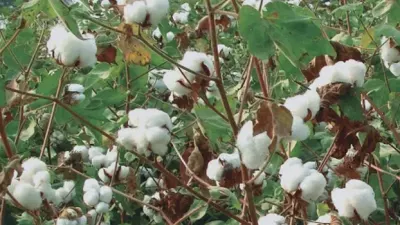Kenya Listed Among African Countries Growing Genetically Modified Crops — Kenyans.co.ke