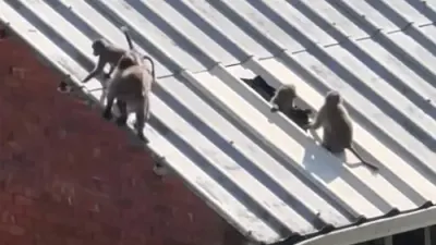 SA Navy under fire over years of baboon attractant concerns as two troops face removal — IOL (site feed)