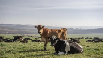 Local companies to be asked to make foot-and-mouth disease vaccines — Ground Up