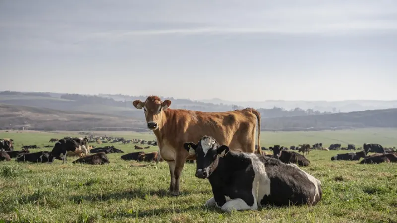 Local companies to be asked to make foot-and-mouth disease vaccines — photograph supplied by Ground Up