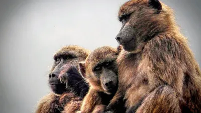 WILD LIFERS: Drawing the line on Cape Town’s baboons — Daily Maverick