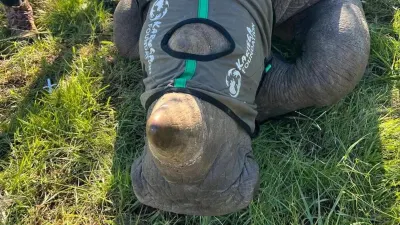 Rhino cow, calf poached in heartbreaking attack at Kariega reserve — HeraldLIVE