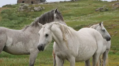Fake Horse Passports Were Key to Trafficking Scheme, Police Say — NYT World