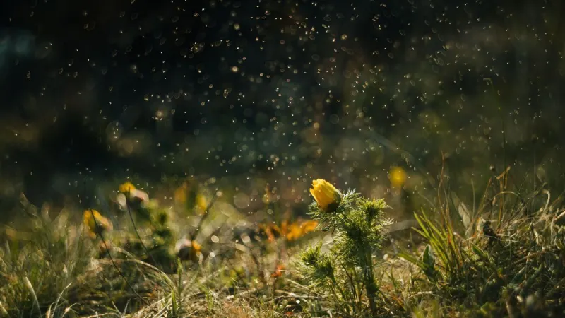 Pollen levels: What South Africa’s hay fever sufferers NEED to know — photograph supplied by The South African