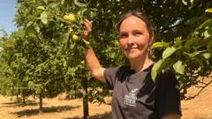 Drought leaves 'barely any apples' to make cider — BBC Business