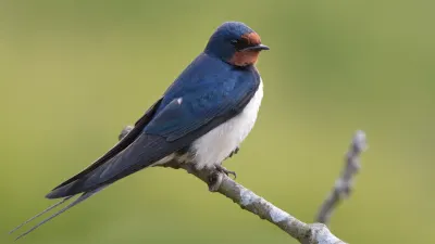 Migratory birds in decline: 45% of species now facing population losses — Cape {town} Etc