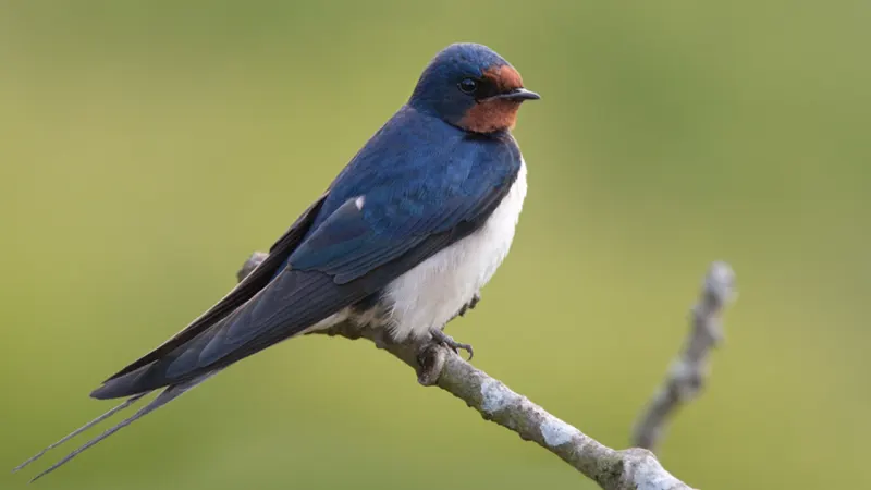 Migratory birds in decline: 45% of species now facing population losses — photograph supplied by Cape {town} Etc