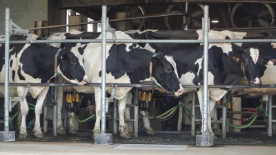 Trump tariffs hit Canada’s dairy farmers as US sales stall — Al Jazeera
