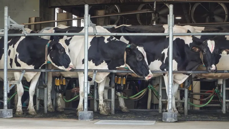 Trump tariffs hit Canada’s dairy farmers as US sales stall — photograph supplied by Al Jazeera