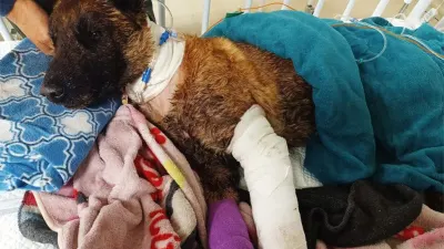 DUTY OF CARE: Sky postmortem reveals grim final hours of SAPS arson detection dog — Daily Maverick