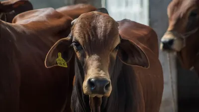 Namibia FMD outbreak: What it could mean for South African beef prices — The South African