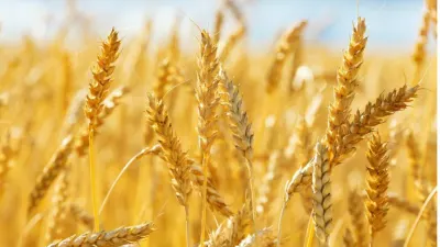 We’ll achieve 1m MT of wheat production by 2031 – Grain Traders — News Diggers Zambia