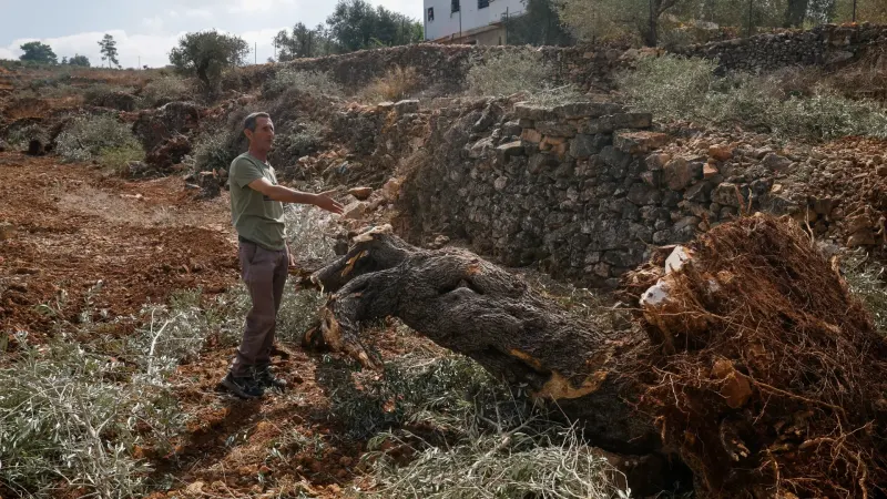 ‘They uprooted it all’: Israel bulldozes Palestinian-owned olive groves — photograph supplied by Al Jazeera